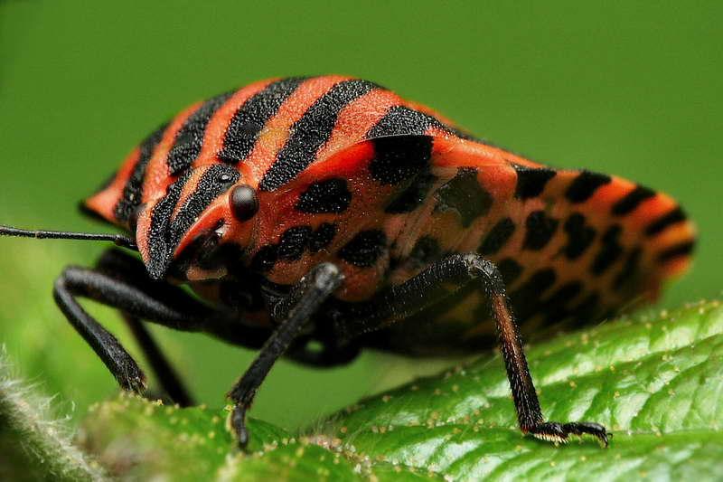 seutelere rayee-03.jpg